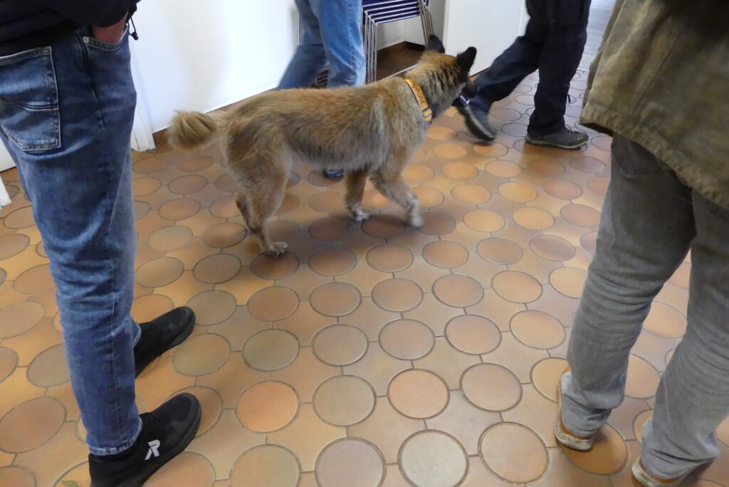 Kluger Mitläufer - ein Harzer Fuchs